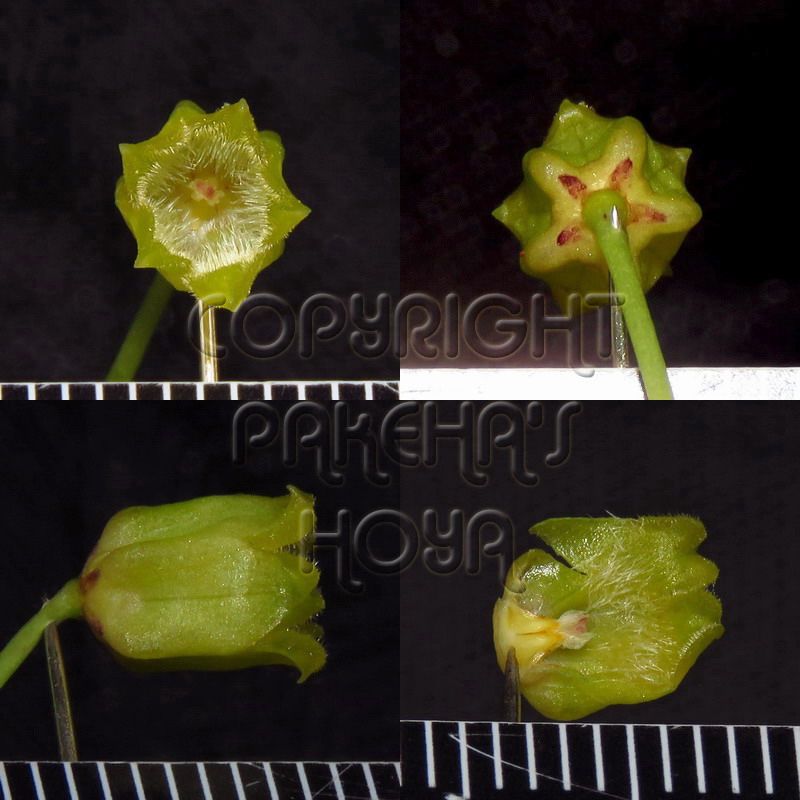 01E03-amicaGF01.jpg