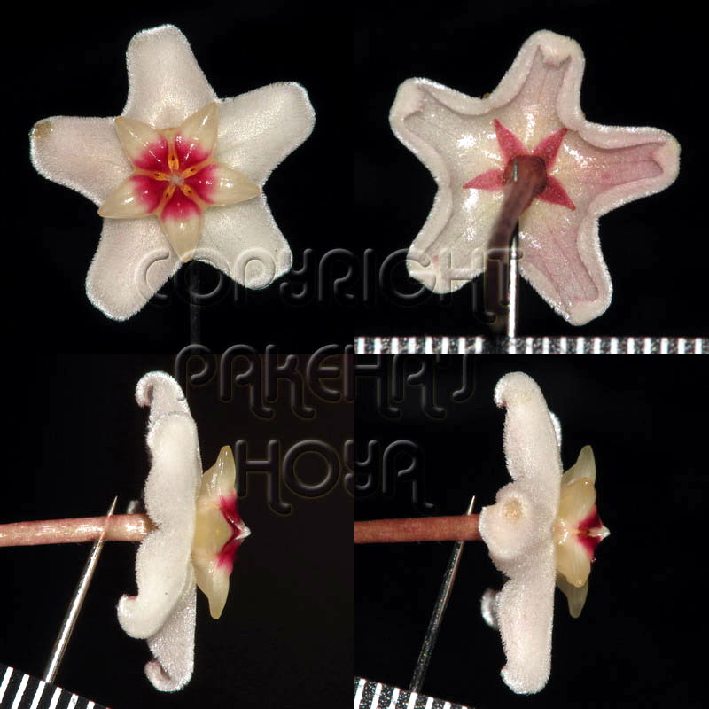 01H_carnoS-Flo01.jpg