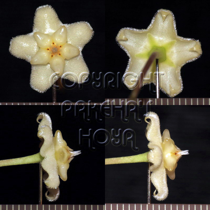 01H_celata-Flo01.JPG
