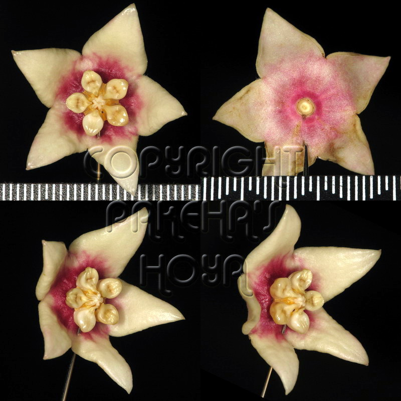 02H_calyc-Flo01.jpg