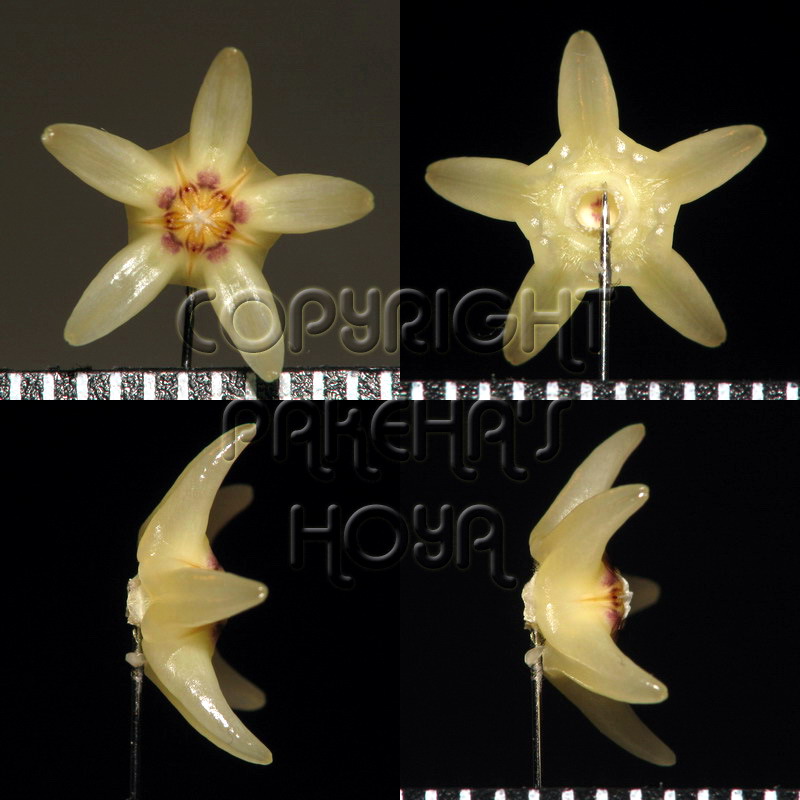 03B01-cystiTN09-Kr01.jpg
