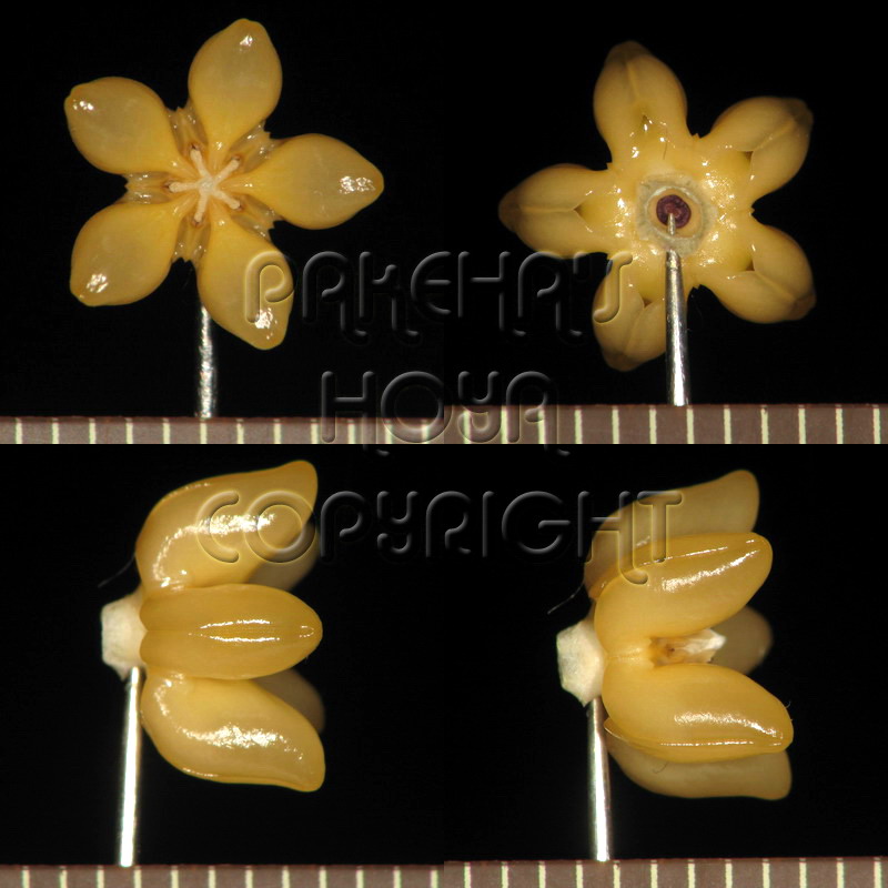03C01-chewCR40-Kro02.jpg