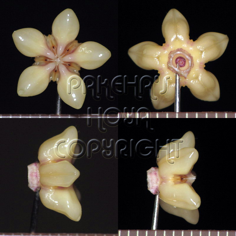 03C01-corBot-Kro01.jpg