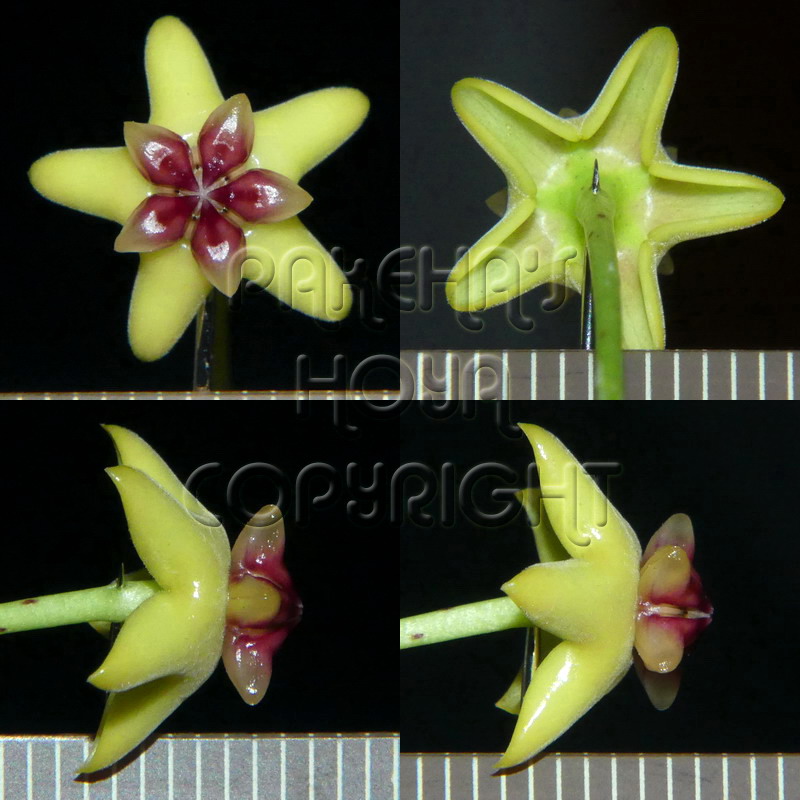 04F06-cumingiRBP-Flo01.jpg