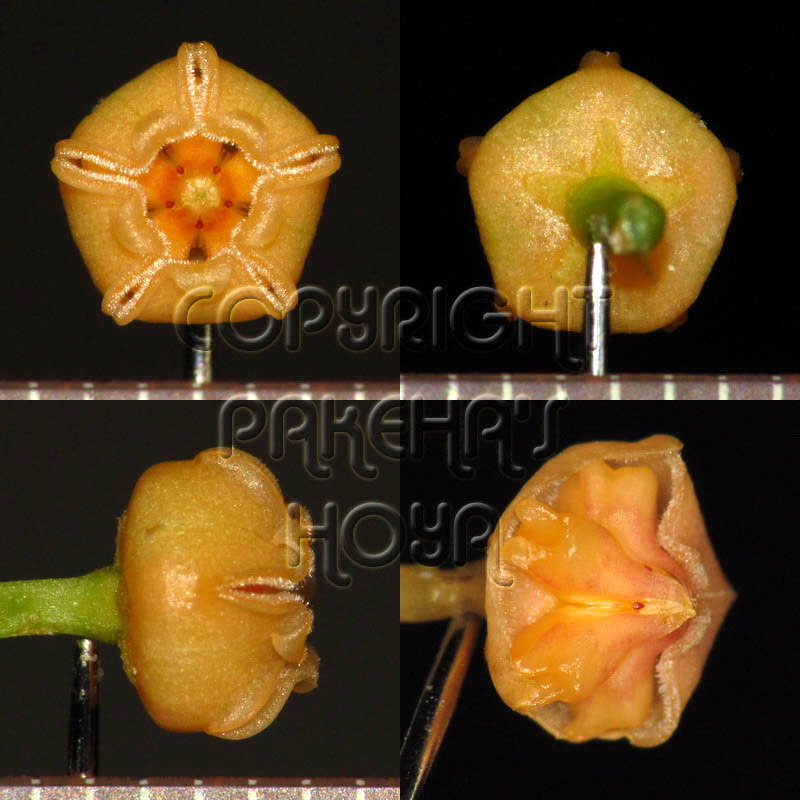 06H_cajano-Flo01.jpg