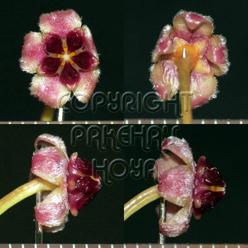06H_chieko-Flo02.jpg