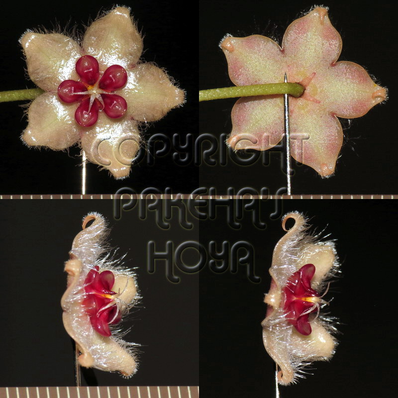 13H_caudaBo-Flo01.jpg