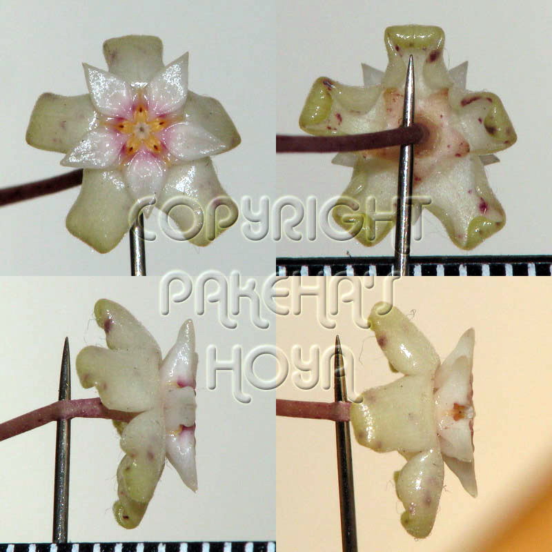 20H_acutaWTu-Flo01.jpg