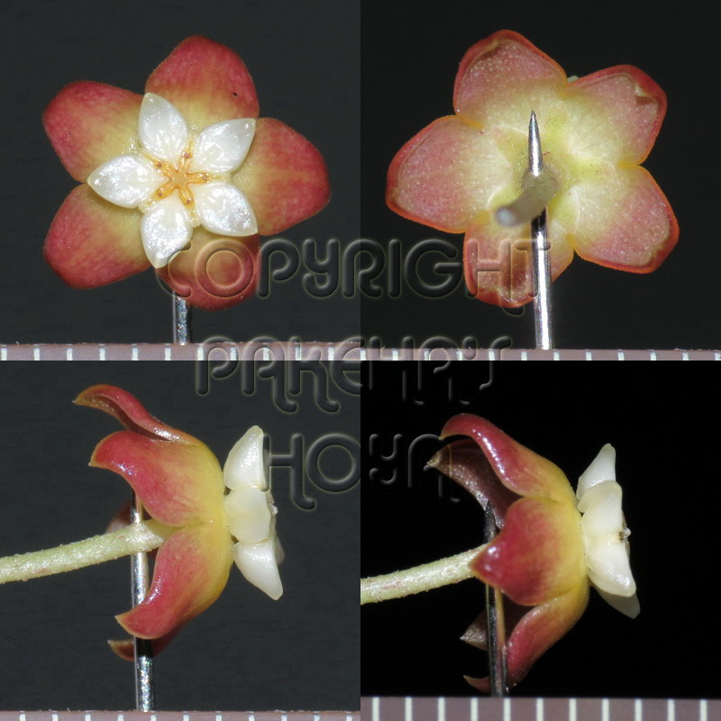 20H_callIP-Flo02.jpg