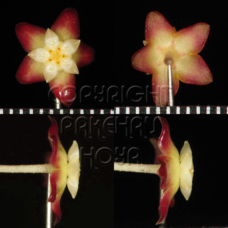 20H_calliR-Flo01.jpg