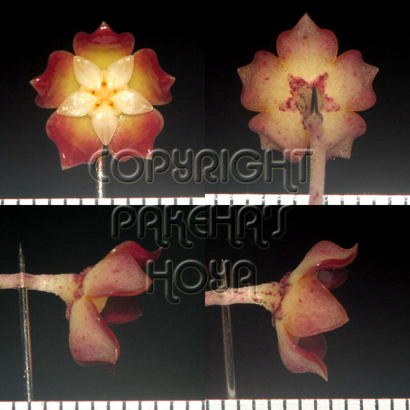 20H_calliR-Flo02.jpg