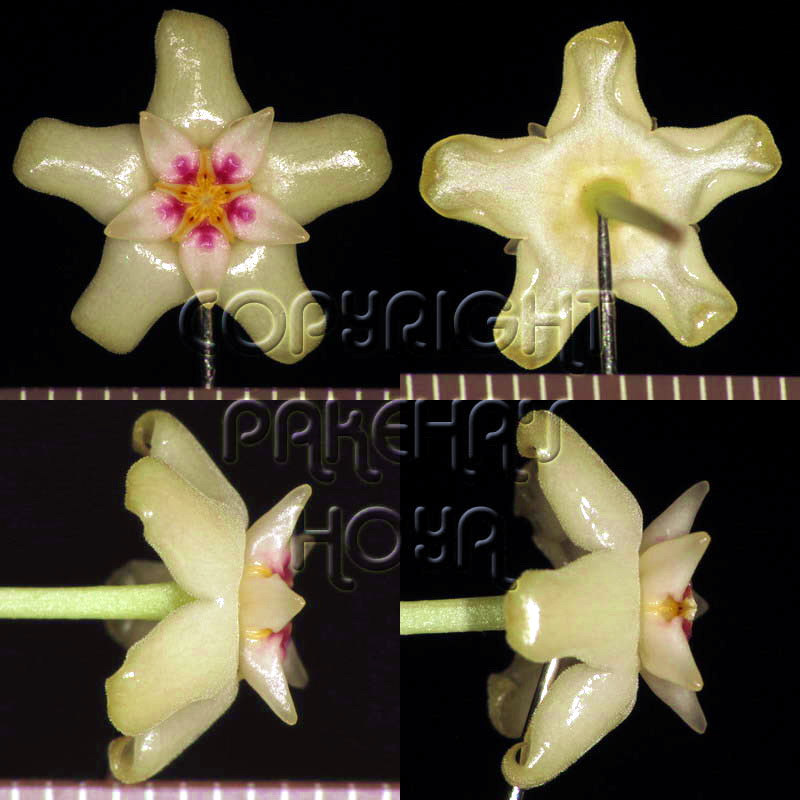 20H_citrinA-Flo01.JPG