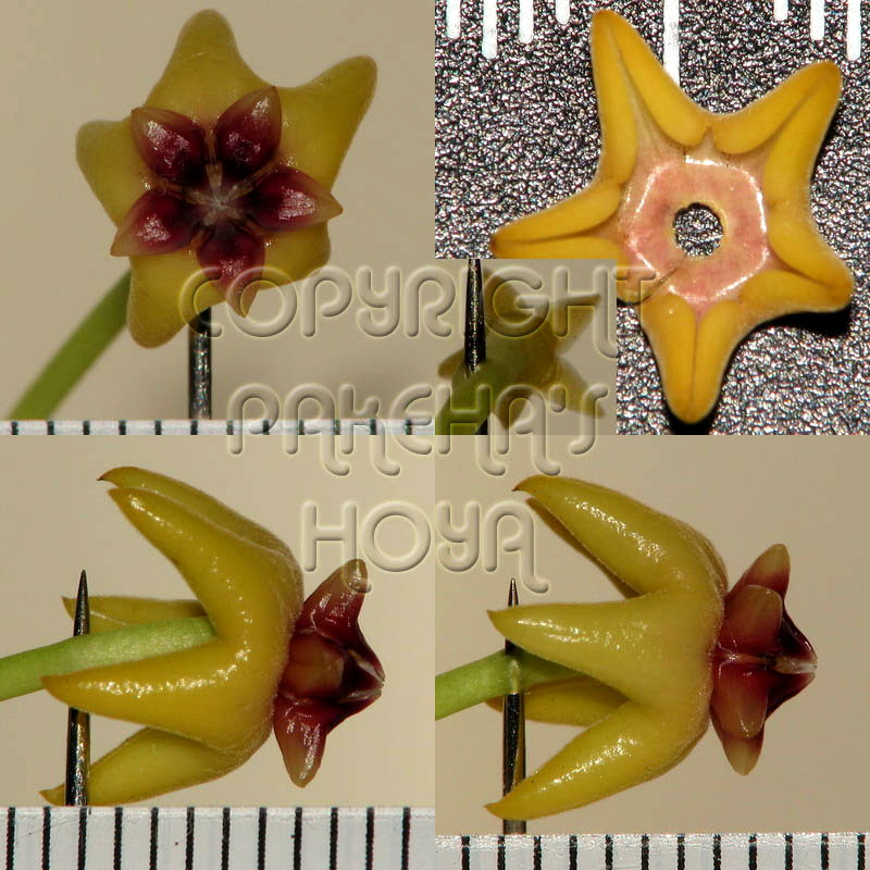 23H_cumiBC-Flo01.jpg