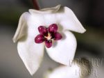 ././Photos/Details/Hoya-M-N-O/Mini/02H_microphylla01z.jpg