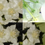 Details/Hoya-M-N-O/Mini/03b02-narcissi01.jpg