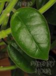 ciliata.JPG
