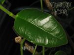 obtusifolioides.JPG