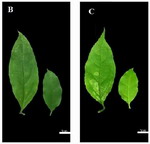 ././Photos/Feuillage/Hoya=D-E-F-G/Mini/02C01decipulaeRS12.jpg