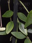 ././Photos/Feuillage/Hoya=M-N-O/Mini/02microphylla02y.jpg