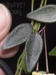 ././Photos/Feuillage/Hoya=M-N-O/Mini/02microphylla02z.jpg