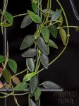 ././Photos/Feuillage/Hoya=M-N-O/Mini/02microphylla04y.jpg