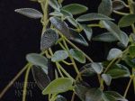 ././Photos/Feuillage/Hoya=M-N-O/Mini/02microphylla04z.jpg