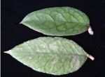 Hoya-ranauensisTG02b.jpg