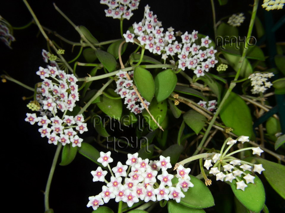 DSC_2944-nummFU.jpg