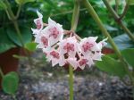 Almeria-Palniensis-flor.jpg