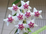 Hoya_engleriana.jpg