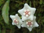 SR-longifolia-DSC00360.JPG