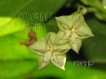 campanulata1.JPG
