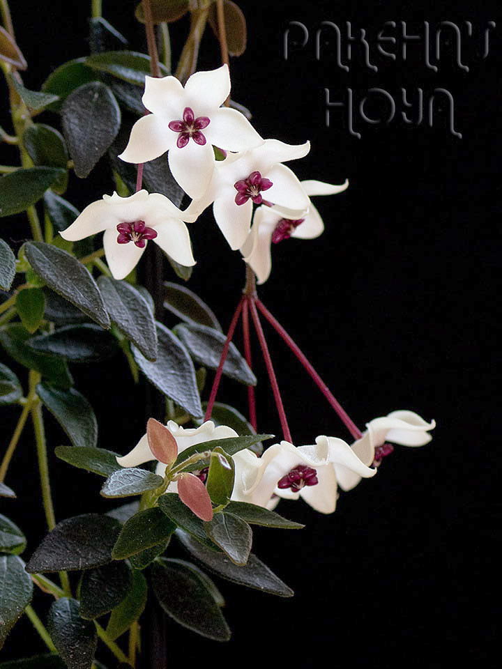 microphylla04b.jpg