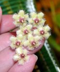 Hoya-soidaoensis9.JPG