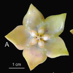 Hoya-lindforsiana-01.jpg