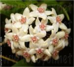 ././Photos/Fleur/04IvoireCreme/Mini/Hoya_solaniflora_Schlechter-1908_001-MA.jpg