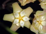 IMG_1229-pottsii.jpg