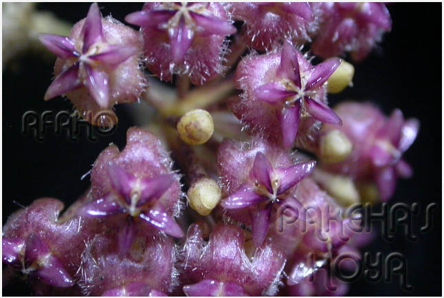 mindorensisPurpleStar05-ForesTres.jpg