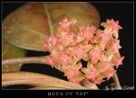 cadre3img5099cvjoyqy7.jpg