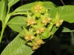 ././Photos/Fleur/07Vert/Mini/IMG_6366-platy.jpg