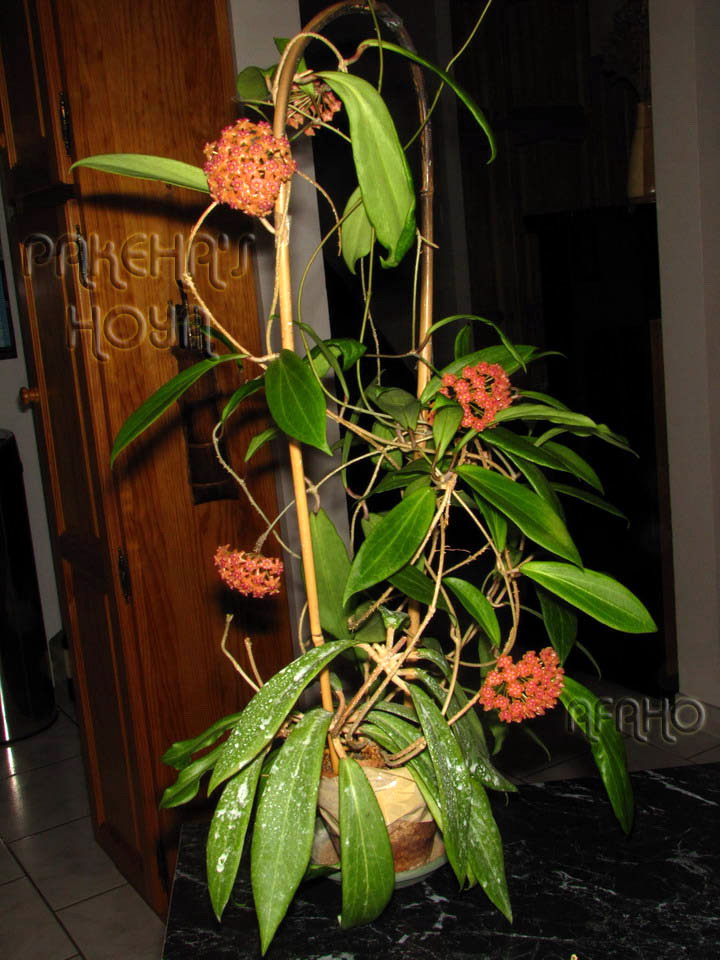 20bengPlw-IMG_2474a.jpg