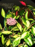 ././Photos/Plantes/Hoya_A-B-C/Mini/01carKP-IMG_3956.JPG