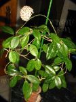 ././Photos/Plantes/Hoya_A-B-C/Mini/01carSL-IMG_3969.JPG