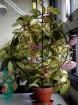 ././Photos/Plantes/Hoya_A-B-C/Mini/01carV-P1010992.JPG