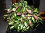 ././Photos/Plantes/Hoya_A-B-C/Mini/01carnKP-IMG_5446.jpg