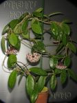 ././Photos/Plantes/Hoya_A-B-C/Mini/01carnSL-IMG_0250.jpg