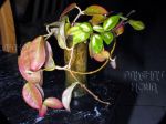 ././Photos/Plantes/Hoya_A-B-C/Mini/01carnV-IMG_3892.jpg