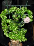 ././Photos/Plantes/Hoya_A-B-C/Mini/01compacta-IMG_1890.jpg