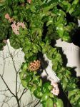 ././Photos/Plantes/Hoya_A-B-C/Mini/01compacta-IMG_2257.jpg