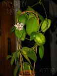 ././Photos/Plantes/Hoya_A-B-C/Mini/02calyci-IMG_5944.jpg